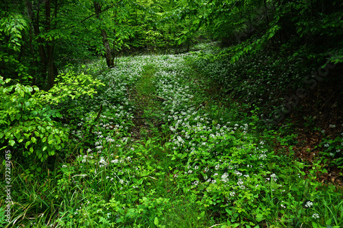 Bärlauch, Allium ursinum, im Waldweg