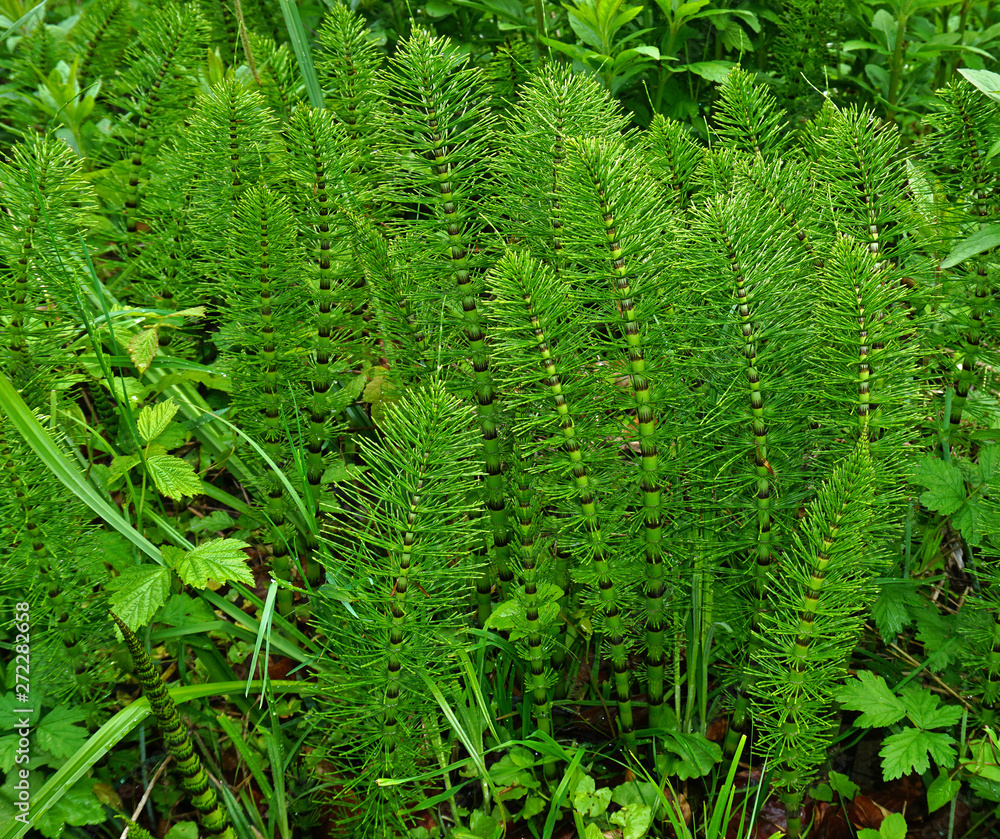 Riesen-Schachtelhalm, Equisetum telmateia, great horsetail Riesen-Schachtelhalm, Equisetum telmateia, great horsetail