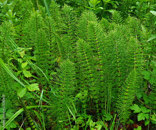 Photos Riesen-Schachtelhalm, Equisetum telmateia, great horsetail