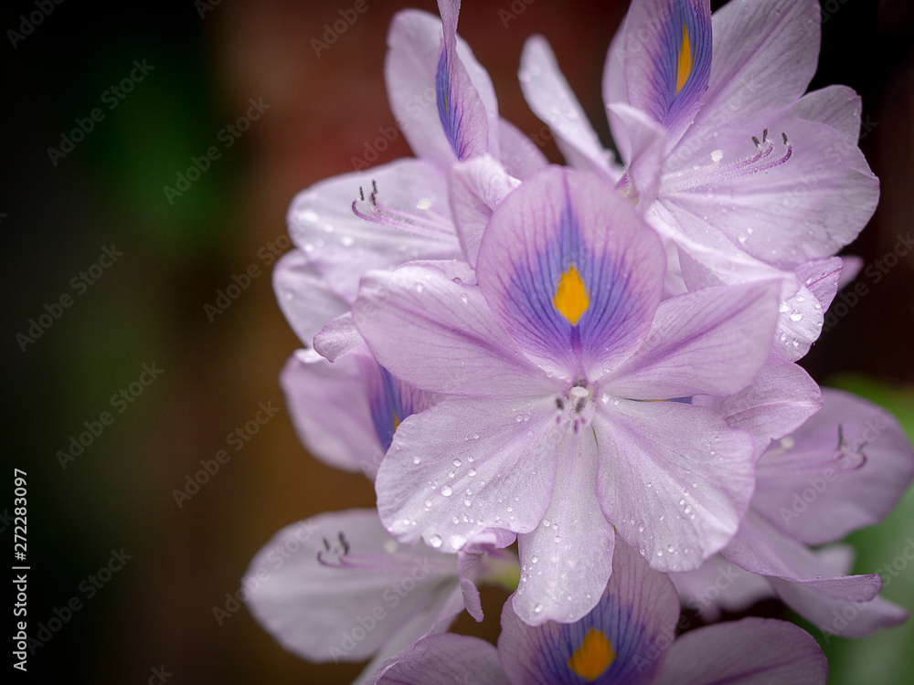 Obraz premium Beautiful purple flowers. Water hyacinth or Eichhornia crassipes flower blossom in nature.