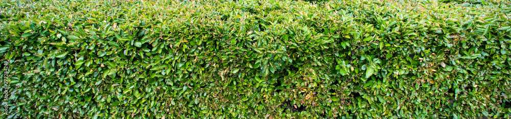Long surface of green hedge