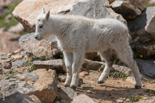 Cute Mountain Goat Kid in Summer