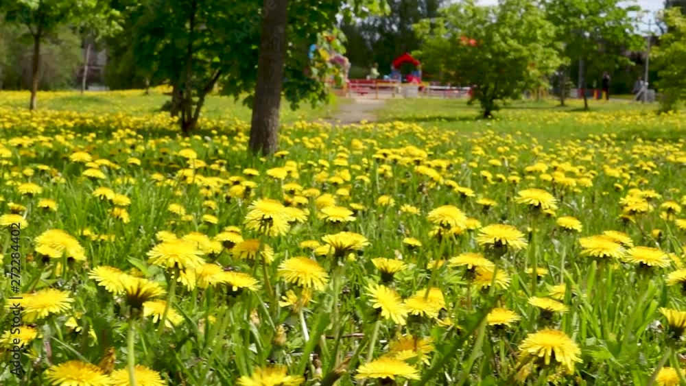 Panorama of lawn of blossoming yellow dandelions in city park Panorama of lawn of blossoming yellow dandelions in city park