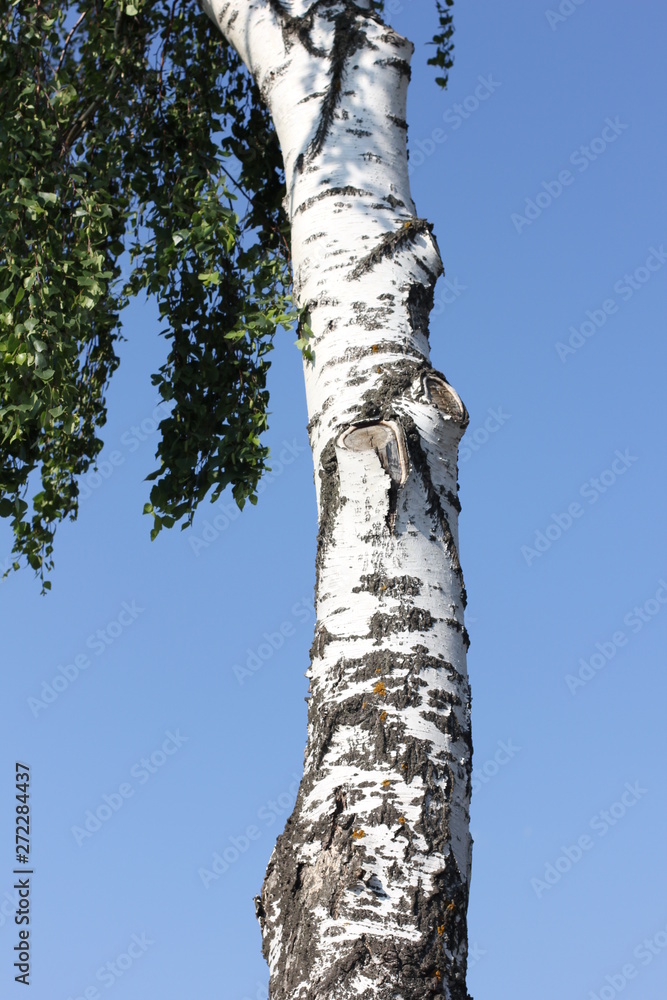 white trunk of a birch against the blue sky, color photo