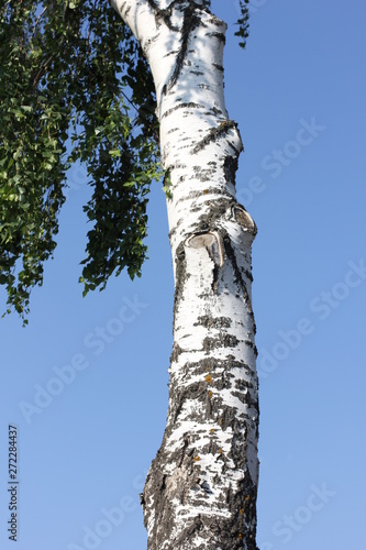 Fototapeta Naklejka Na Ścianę i Meble -  white trunk of a birch against the blue sky, color photo