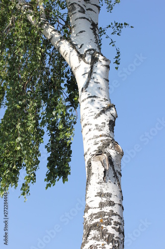 Fototapeta Naklejka Na Ścianę i Meble -  white trunk of a birch against the blue sky, color photo