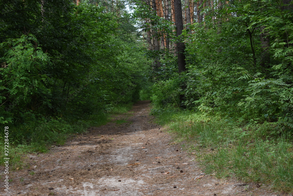 Fototapeta premium forest