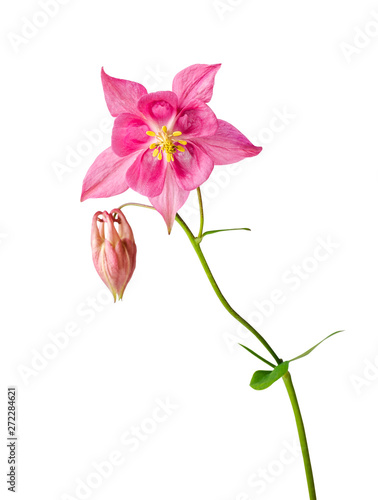 Fotografering Pink flower of aquilegia or aquilegia vulgaris isolated on white