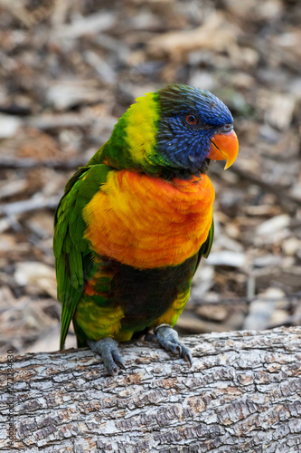 A friendly lorikeet
