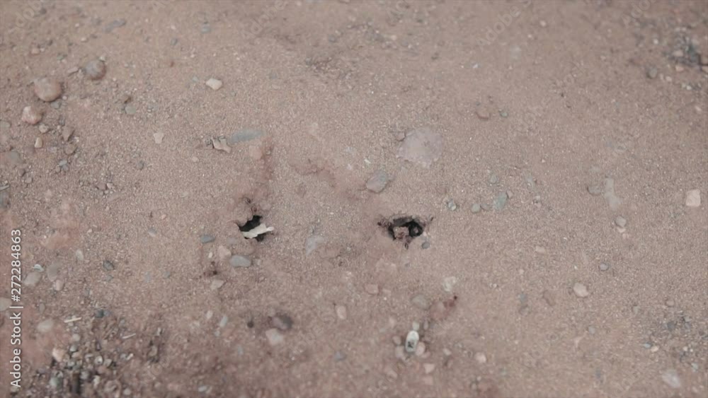 Ants working on their underground nest | SLOW MOTION Ants working on their underground nest | SLOW MOTION