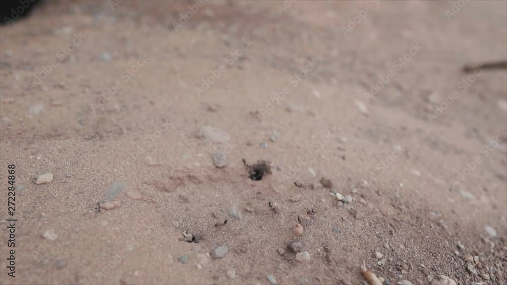 Ants moving things around their nest | SLOW MOTION Ants moving things around their nest | SLOW MOTION