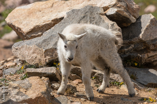 Cute Mountain Goat Kid in Summer