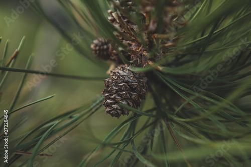 pine cone on a branch