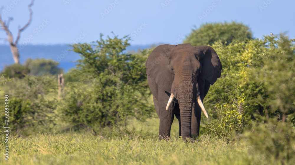 Fototapeta premium African Elephant walking in bushveld