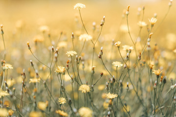 Fototapete Honigfarbe Gänseblümchenblume in der grasgrünen geringen Schärfentiefe. Schöne Gänseblümchenblumen in der Natur.  © Sondem