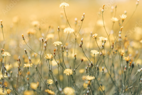 Fototapeta Naklejka Na Ścianę i Meble -  Daisy flower in the grass green shallow depth of field. Beautiful daisy flowers in nature.