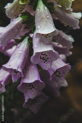 flower with water drops