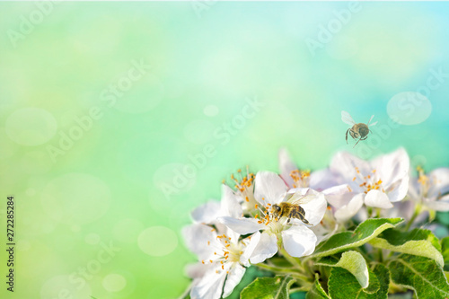 Sprig of Crab Apple Blossom, Malus sylvestris