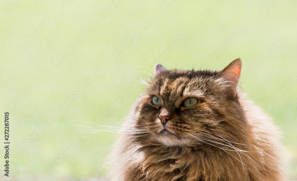 Adorable long haired cat of siberian breed in relax outdoor. Purebred feline of livestock Adorable long haired cat of siberian breed in relax outdoor. Purebred feline of livestock