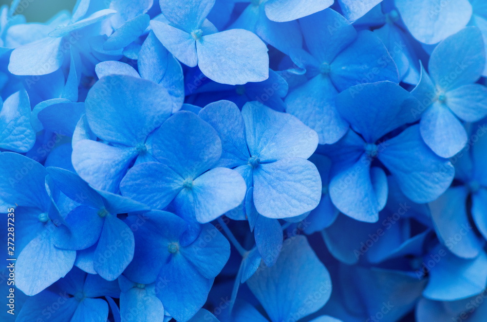 Blue Hydrangea background. Hortensia flowers surface.