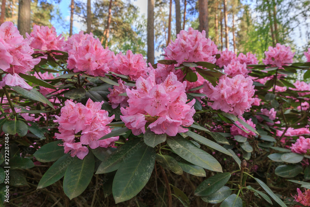 Pink rhododendron, lush bloom in the nursery of rhododenrons. Pink rhododendron, lush bloom in the nursery of rhododenrons.