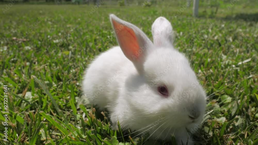 White rabbit runs on the green grass. Little rabbit in the garden. White hare close-up. Rabbit resting on the grass. White rabbit runs on the green grass. Little rabbit in the garden. White hare close-up. Rabbit resting on the grass.