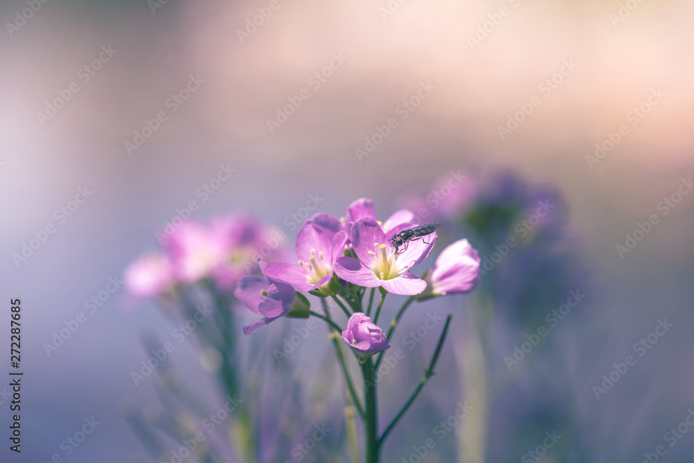 Cuckooflower Cuckooflower