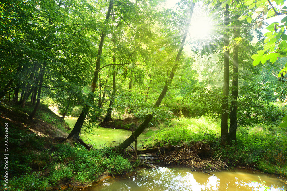 Obraz premium Landschaft 736