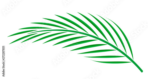 coconut palm leaf isolated on white background, coconut stem, clip art of plam tree leaf green, cycad leaf illustration simple, part of coconut palm leaf for graphic pattern