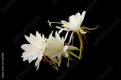 Epiphyllum anguliger Black background