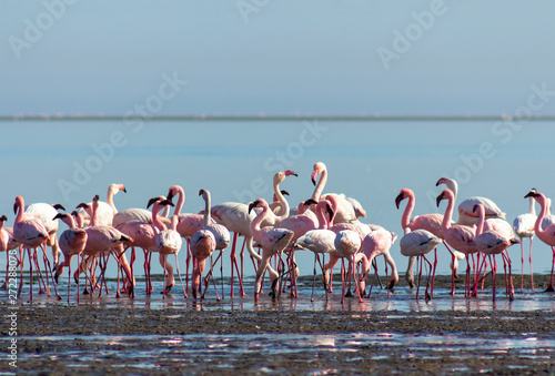 group of pink flamingos in the blue lagoon  on a sunny day 