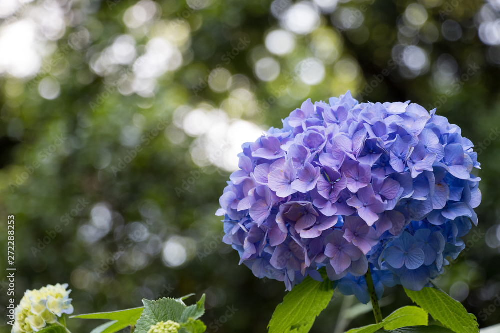 あじさい　飛鳥山公園　東京都北区