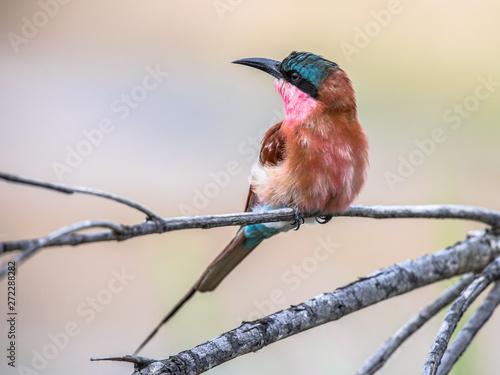 Southern carmine bee eater light background photo