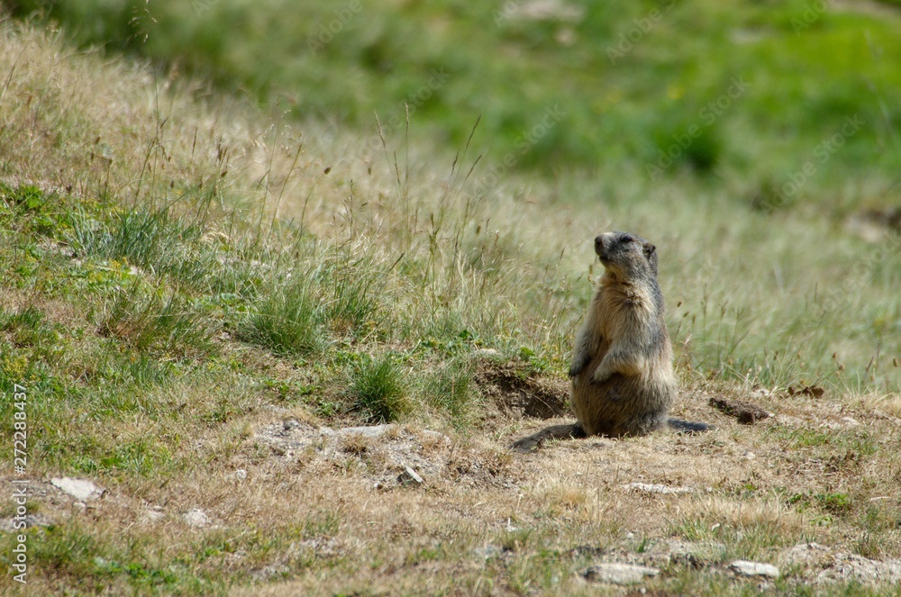 Fototapeta premium Alpine marmot on mountain meadow