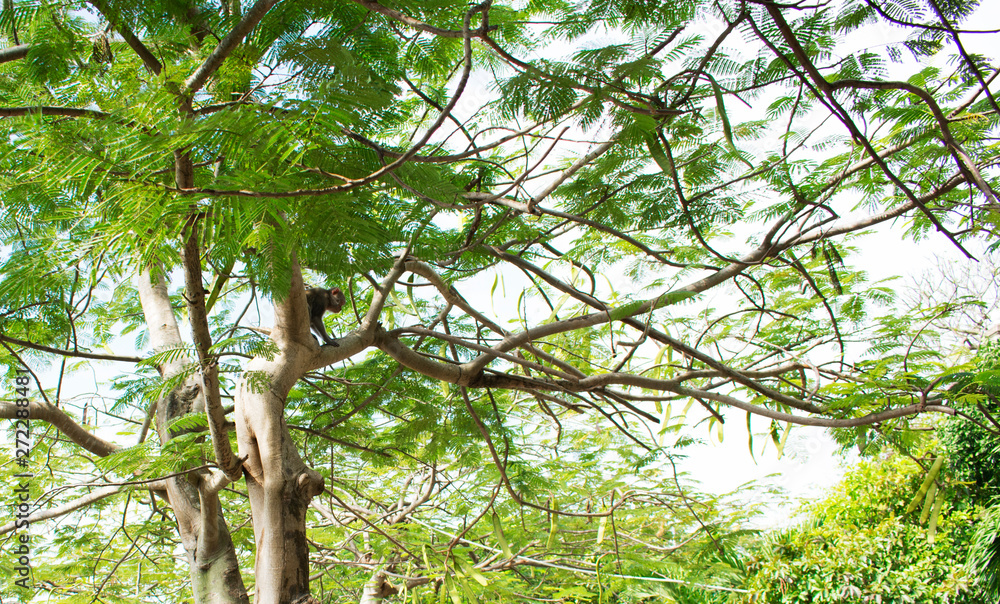 Fototapeta premium DA NANG SCENERY - Linh Ung Temple - monkey on tree