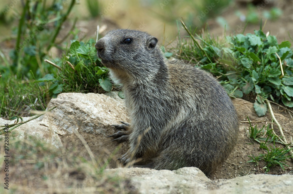 Naklejka premium Alpine marmot on mountain meadow