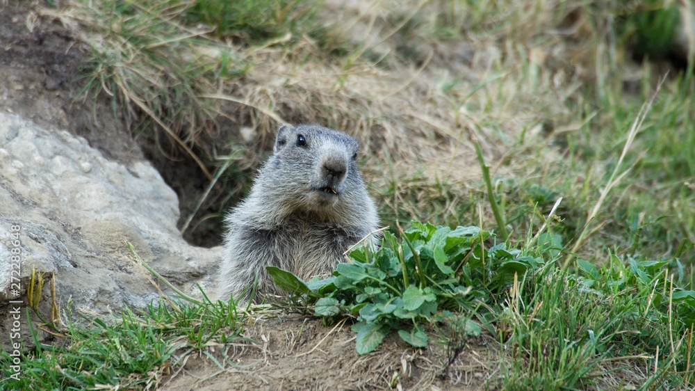 Alpine marmot on mountain meadow Alpine marmot on mountain meadow