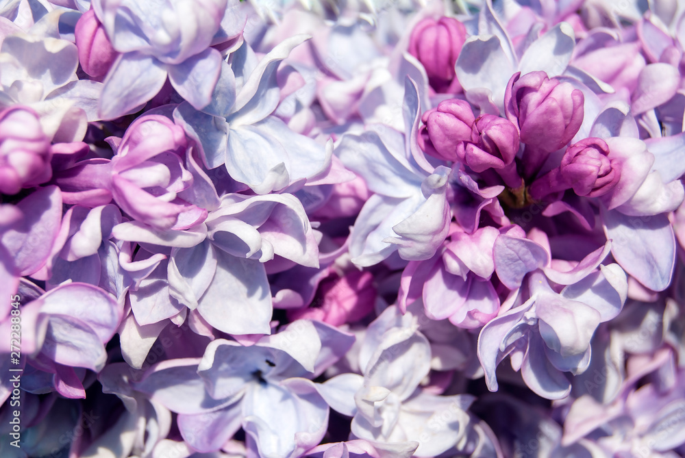 A branch of lilac with delicate flowers. Blooming lilac flowers in spring. Floral background. Close-up.