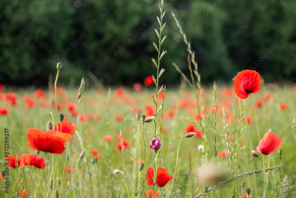 Fototapeta premium Mohnblumen