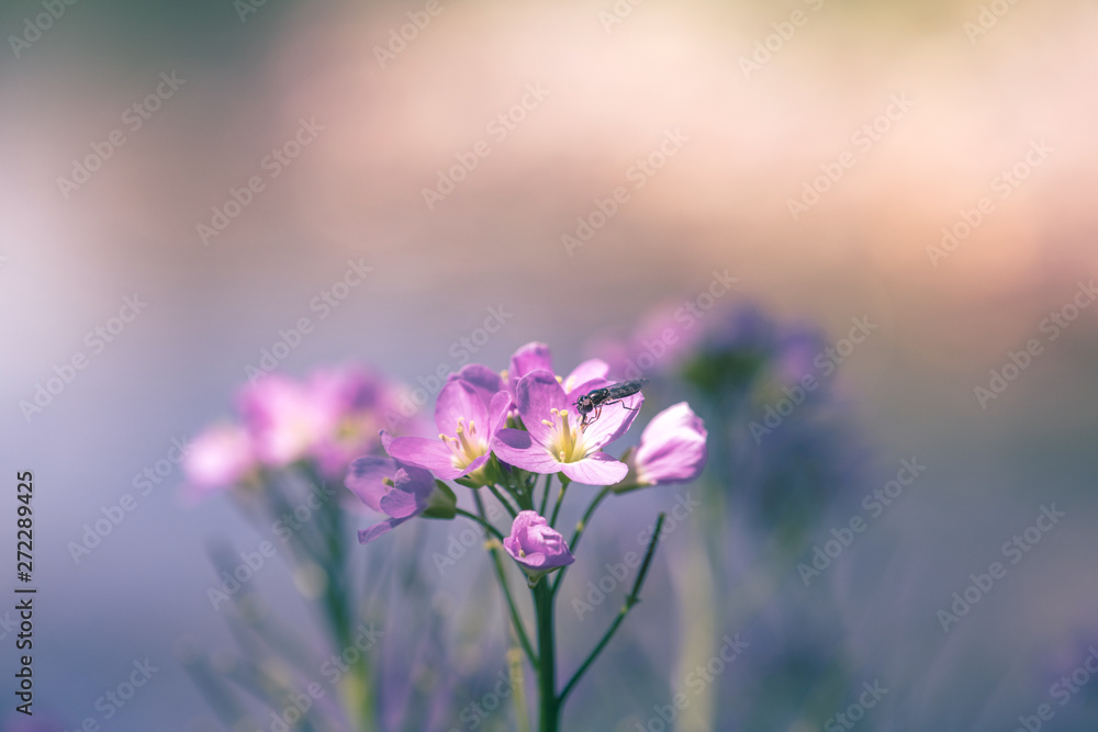 Fototapeta premium Cuckooflower