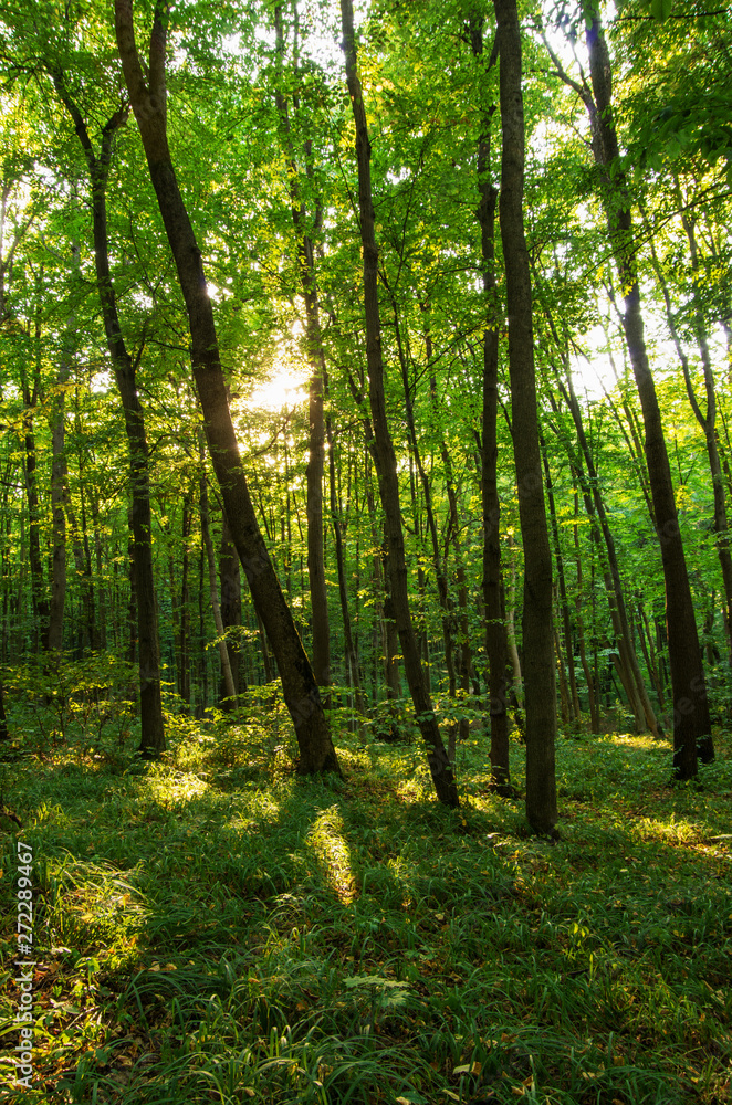 forest trees. nature green wood sunlight backgrounds. forest trees. nature green wood sunlight backgrounds.