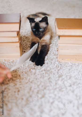 Cheerful, playful and beautiful Siamese cat resting on the carpet. The game of the animal and hoyazina with a feather. Funny photo. Cat habits.