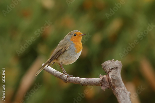 robin on a branch © reznik_ov