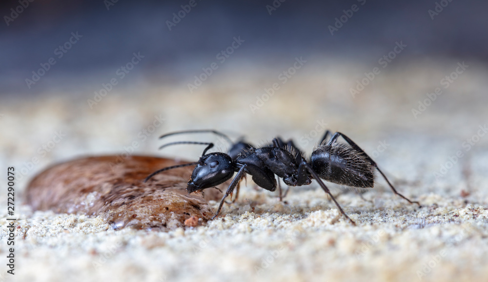 big forest ants in a native habitat big forest ants in a native habitat