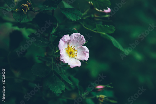 rosehip close up in the park