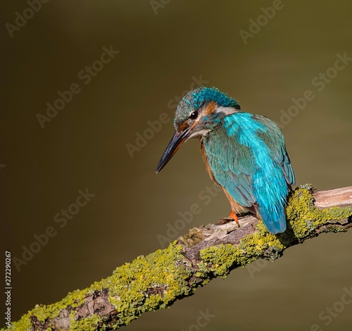 Common kingfisher photographed on a sunny sunday morning in perfect environment