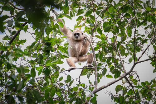 Gibbons for food on trees in tropical forests, Thailand