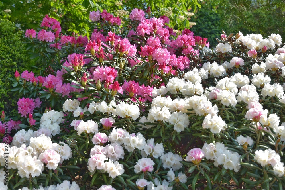 Obraz premium Flowering white oleander with selective focus and blurred pink flowers on background. Beautiful white and pink flowers on the rhododendrons. Blossom fragrant oleander flowers or nerium