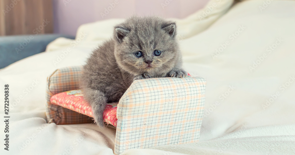 little kitten plays on a toy sofa