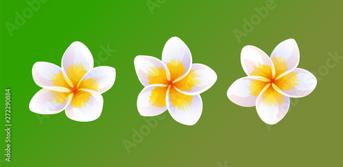 Vector illustration of plumeria flowers.   